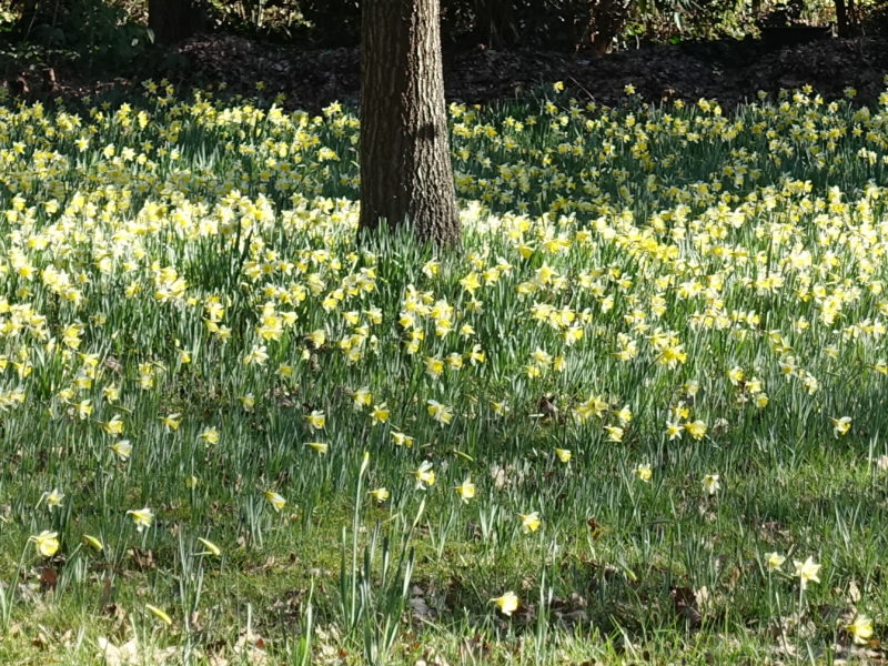 Les jonquilles à Bagatelle