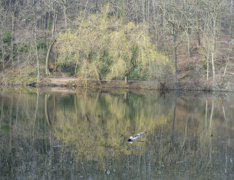 5 étangs dans les bois de Meudon