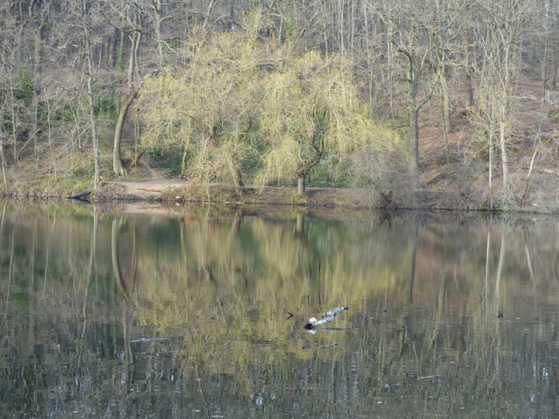 5 étangs dans les bois de Meudon