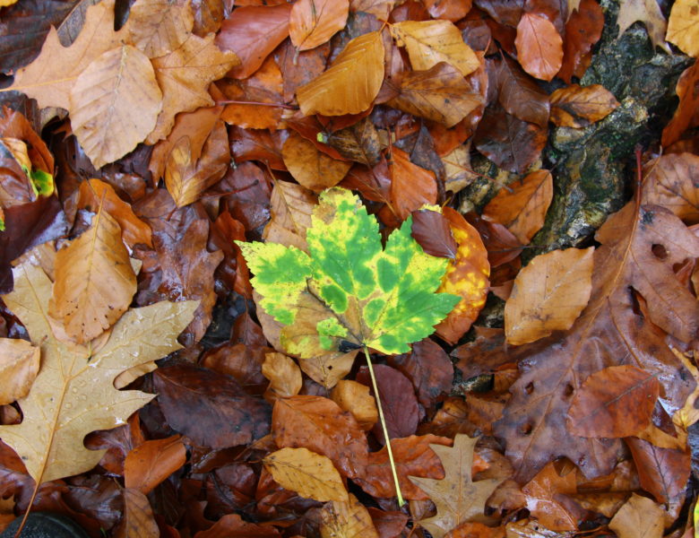 Automne confiné à Ville d’Avray