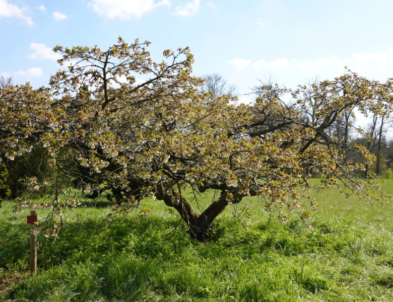 Trop tard pour les cerisiers en fleurs de l’arboretum de Chèvreloup