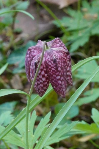 A l'entrée, de très belles fleurs qu'on croirait japonaises tellement elles sont raffinées