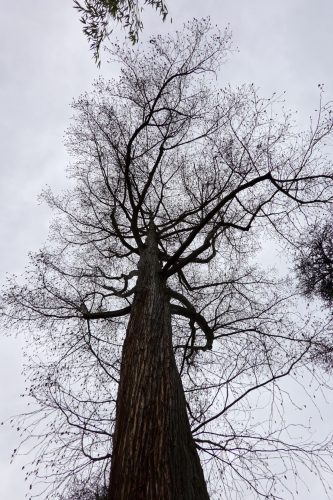 Dans le parc, des arbres anciens, parfois plantés de la main même de Chateaubriand