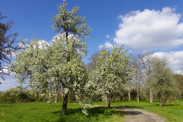 A part le cerisier, il restait quand même quelques arbres fleuris