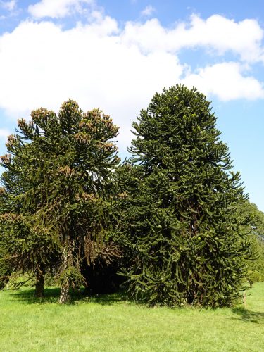 Magnifiques araucarias