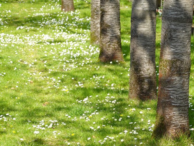 Une ode à la marguerite