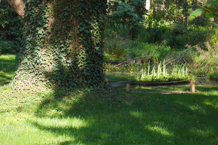 A l'entrée de la "forêt vosgienne", une ambiance rafraichissante de sous bois