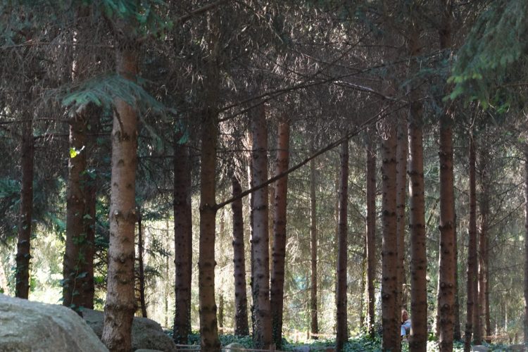 La douce lumière printanière donne à la forêt une atmosphère presque féérique