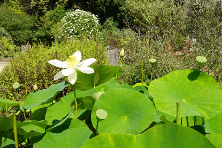 on traverse le jardin de l'Ecole de Botanique